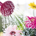 Gießkann gießt bunte Blumen